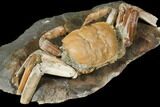 Fossil Crab (Macrophtalmus) Mounted On Rock - Madagascar #130632-3